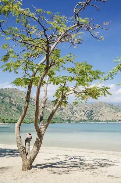Spiaggia di Areia branca vicino dili Timor Est — Foto Stock