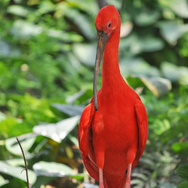 Scarlet ibis πουλί — Φωτογραφία Αρχείου