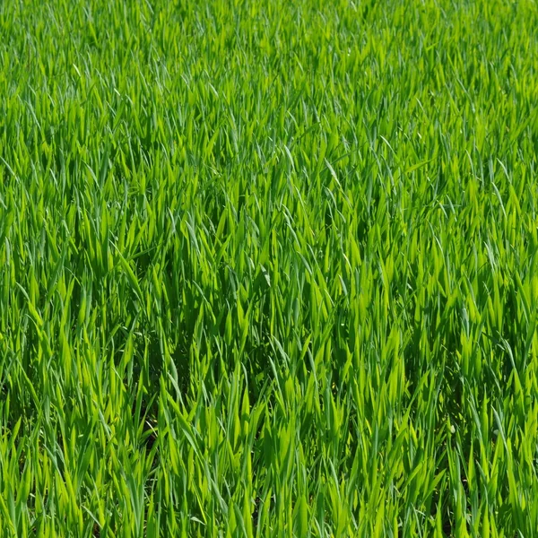 Trawa łąka — Zdjęcie stockowe