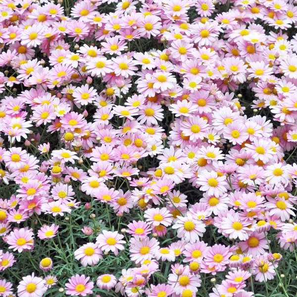デイジーの花 — ストック写真