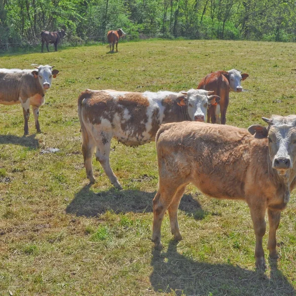 Vaca bovina — Foto de Stock