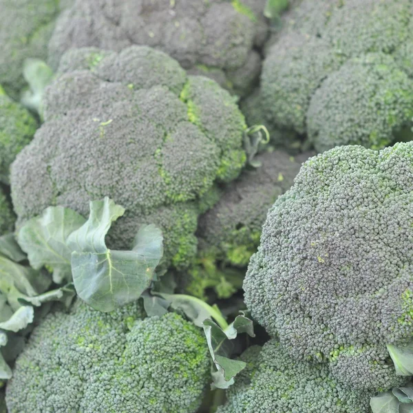 Broccoli grönsaker — Stockfoto