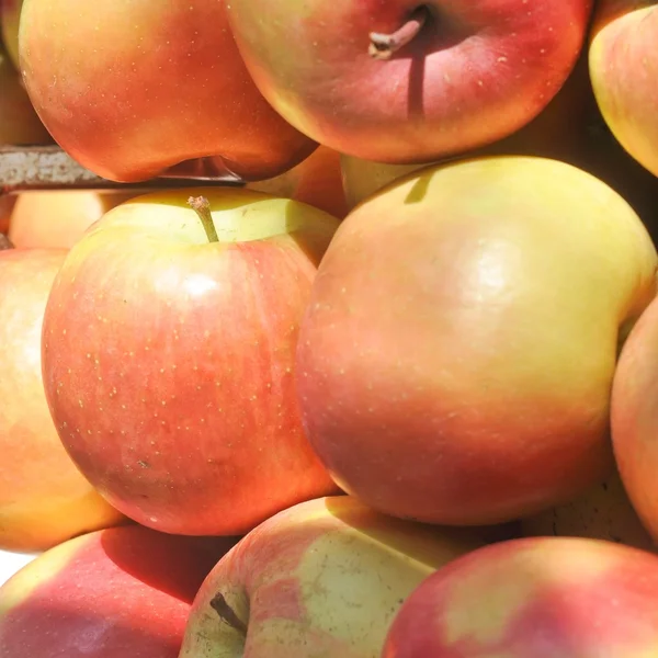 Fruta de manzana —  Fotos de Stock