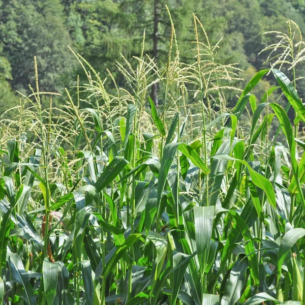 Maíz de maíz — Foto de Stock