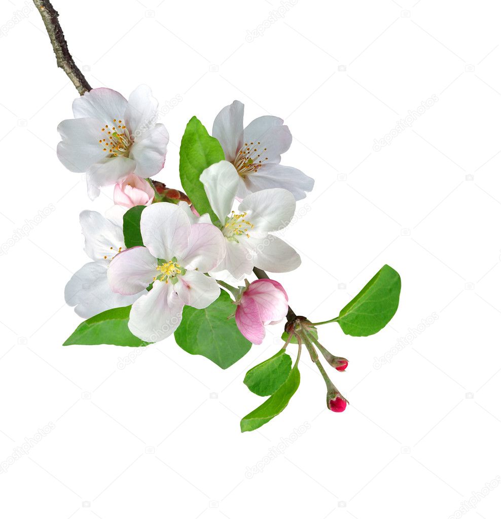 White apple flowers branch isolated on white background — Stock Photo