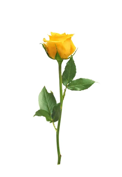 Single Yellow Rose Stock Photos Royalty Free Single Yellow Rose