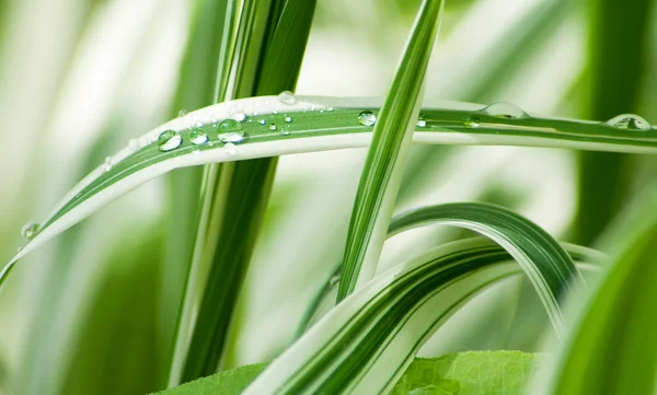 Gräset med vatten droppar, dagg. grön naturliga bakgrund — Stockfoto