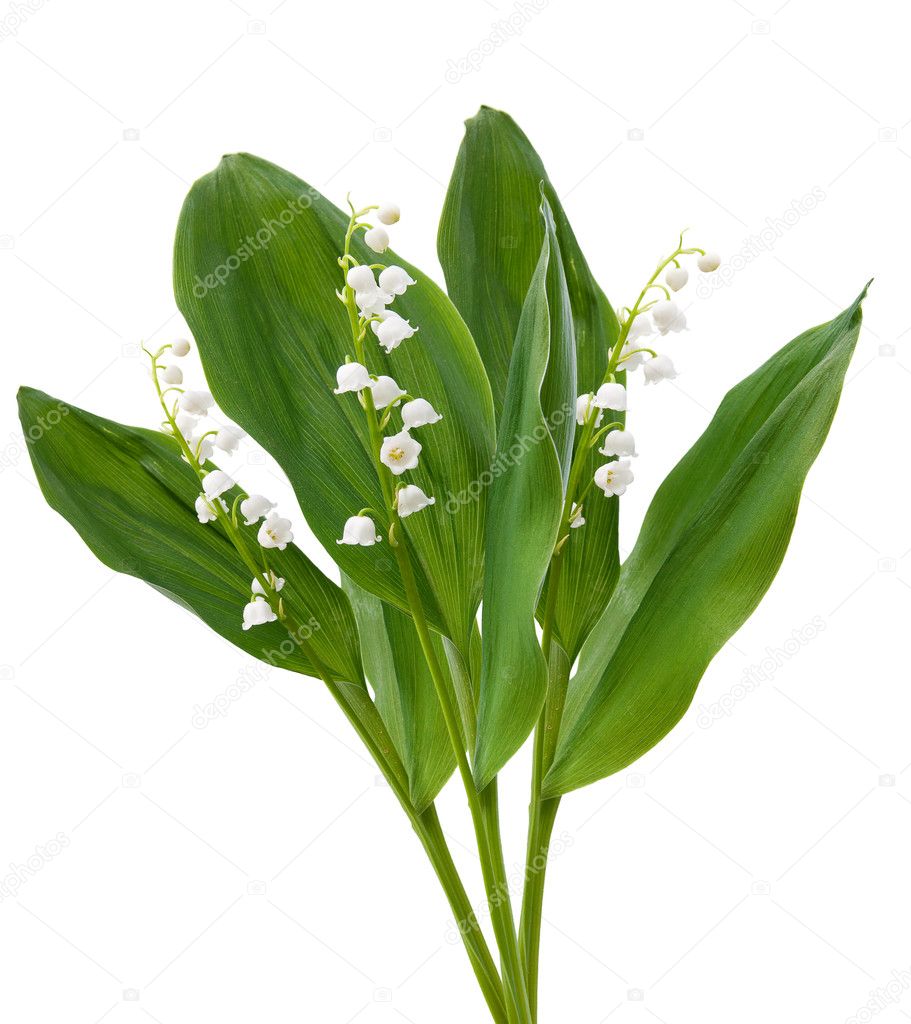 Flowers. lilies of the valley isolated over white
