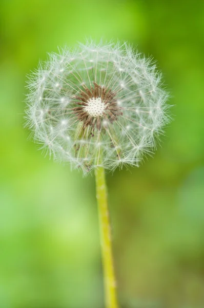 Dandelion flower on a green background — Stock Photo, Image