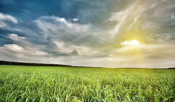 stock image Field of green grass and sky