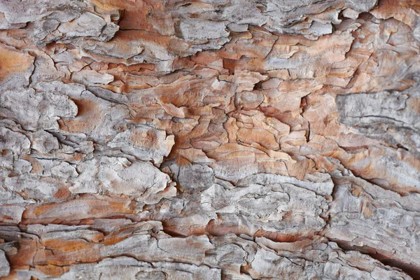 Textura de pinheiro — Fotografia de Stock