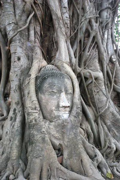 ศีรษะพระพุทธรูปในรากต้นไม้ . — ภาพถ่ายสต็อก