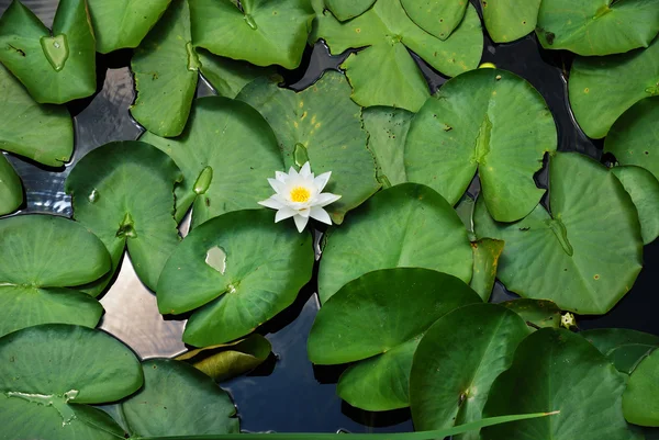 Water lily in the middle of the green leaves — Stock Photo, Image