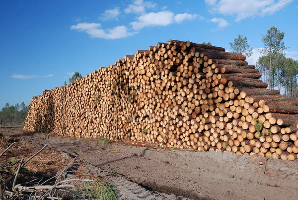 Grande pilha de madeira contra o céu azul. Desflorestação . — Fotografia de Stock