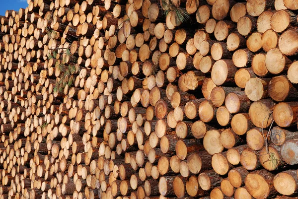 Enorme pilha de madeira recuando para a distância. Desflorestação . — Fotografia de Stock