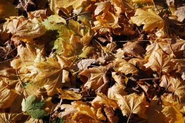 Autumnal backgrounds of abscissed leaves. clipart