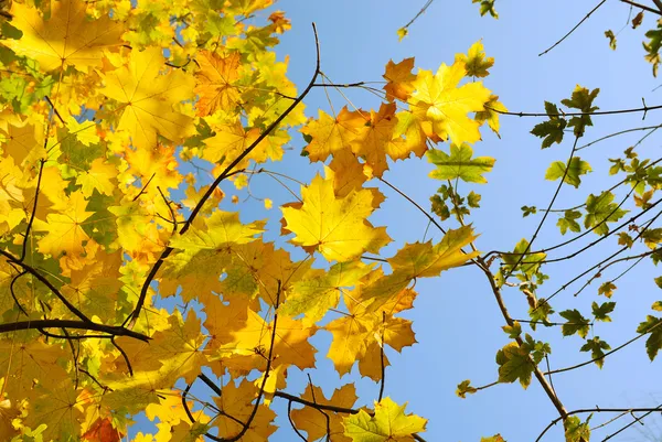Φθινοπωρινά φύλλα στον γαλάζιο ουρανό — Φωτογραφία Αρχείου