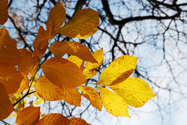 Осенние листья на голых ветвях — стоковое фото