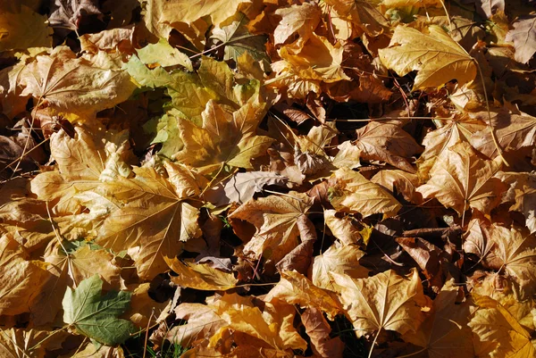 Arrière-plans automnaux de feuilles abîmées . — Photo