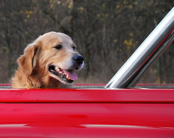 Köpek kırmızı arabada seyahat — Stok fotoğraf