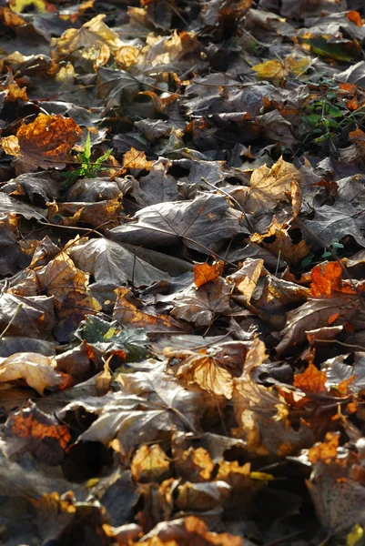 Herfst achtergronden van abscissed bladeren. — Stockfoto