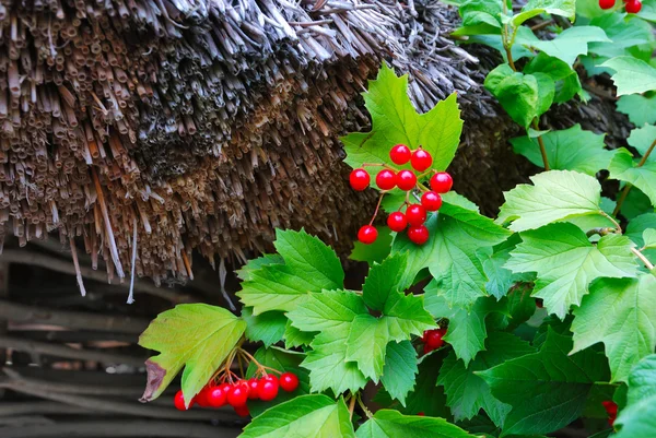 stock image Branch of arrow-wood near thatched roof