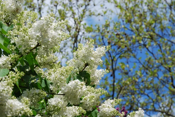 Arbusto florido de lilás branco . — Fotografia de Stock