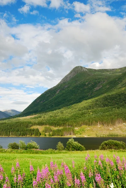Groene berg boven de fjord. — Stockfoto