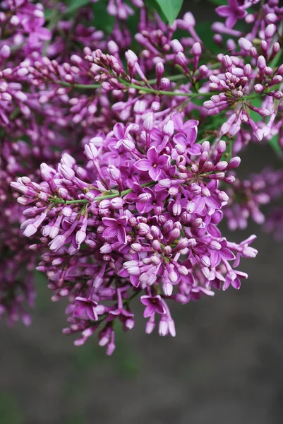 Bliska pachnące purple kwitnienia bzu. — Zdjęcie stockowe