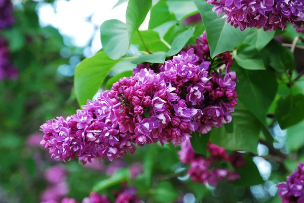 Floración lila — Foto de Stock