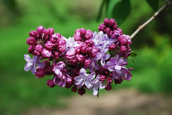 Paarse pluim van lila. — Stockfoto