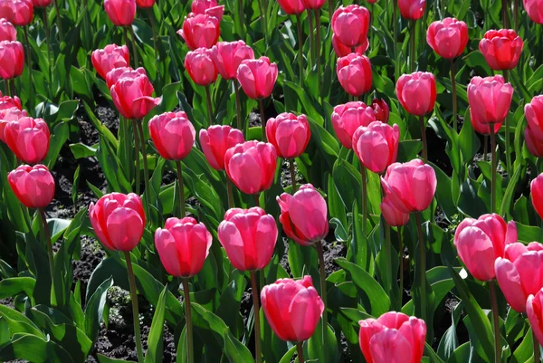 Blühendes dichtes Blumenbeet aus rosa Tulpen. — Stockfoto