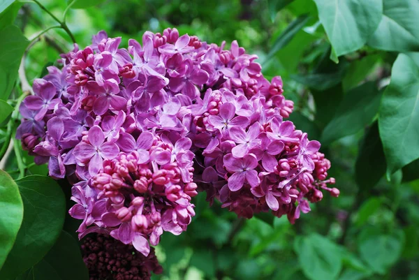 Floração lilás perfumada — Fotografia de Stock