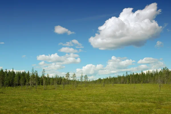 Water-ingelogd grond van finland bos — Stockfoto