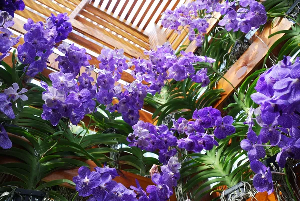 stock image Blue orchids on wooden walls