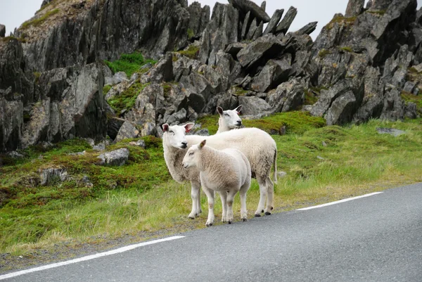 A few sheep on the road against the jagged rocks. — Stock Photo, Image