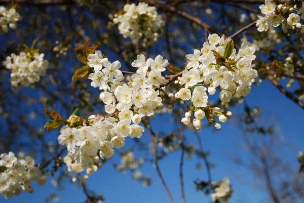 푸른 하늘에 대하여 꽃 벚꽃 지점. — 스톡 사진