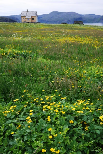 Summer meadow of Soroya. — Stock Photo, Image