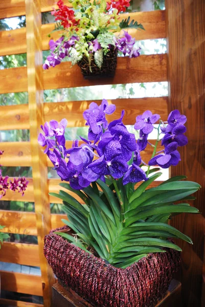 Orchidee blu in vaso di vimini su parete di legno — Foto Stock