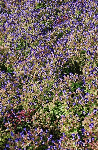 Floración cama de flores densas de flores azules desde arriba —  Fotos de Stock