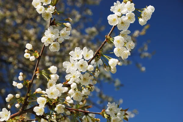 Cherry branch flowering against blue sky. — Stock Photo, Image