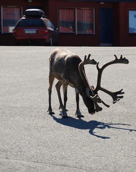 沥青混凝土路面的挪威小镇的驯鹿. — 图库照片