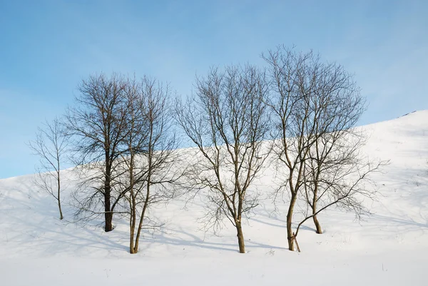 Kale bomen tegen sneeuw helling en blauwe hemel. — Stockfoto