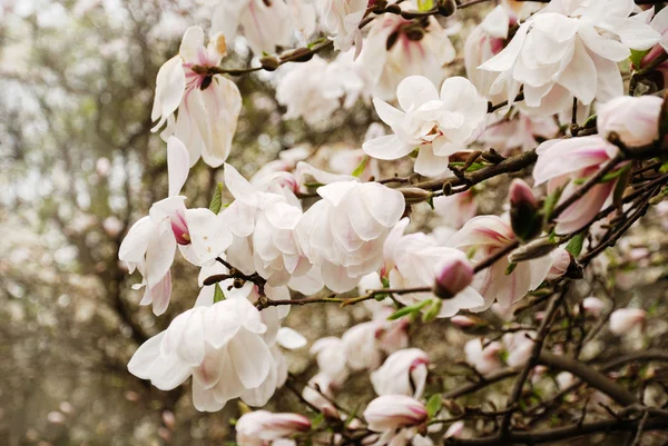 stock image Magnolia blossoming.