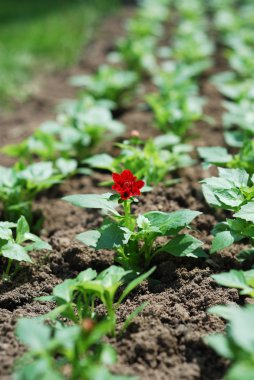 Tek bitki çiçek bahar flowerbed içinde.