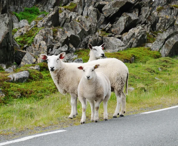 stock image Several sheep in the Norwegian road