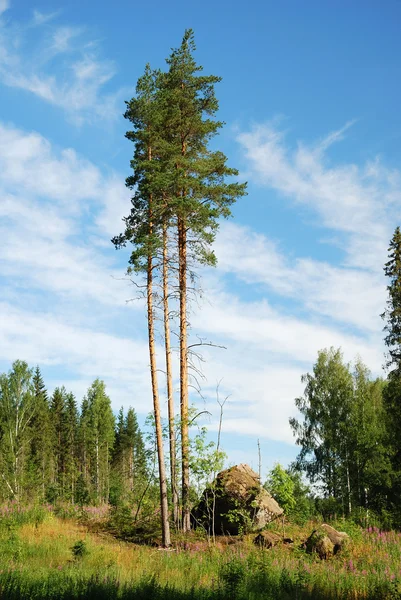 Três pinheiros intactos em cutover patch — Fotografia de Stock