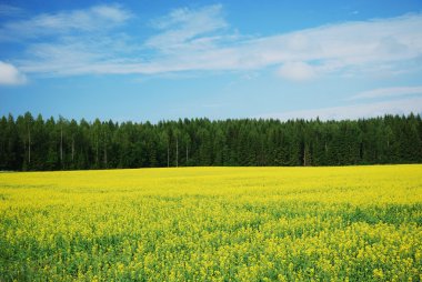 Country landscape with yellow rape field. clipart