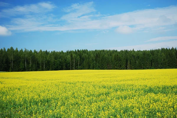 Land landskap med gula rapsfält. — Stockfoto