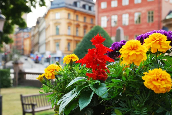 Utsikt över stockholm med blommor i förgrunden — Stockfoto